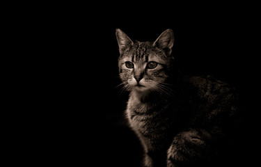 Getigerte Katze auf schwarzem Hintergrund