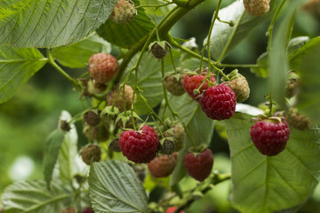 Ripe raspberry hanging from a branch in the garden, tasty and healthy red berries.