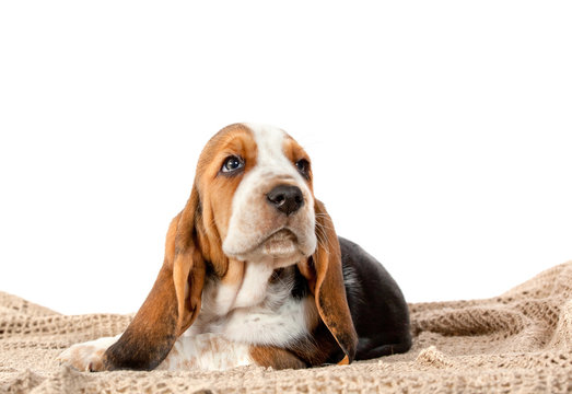 Basset Hound Puppy Portrait