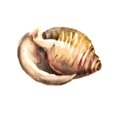 Watercolor Shell. Vector illustration