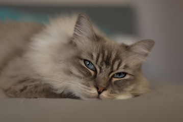 Katze Ragdoll mit blauen Augen