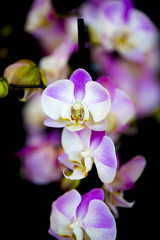 Fototapeta na wymiar Elegant pink and white orchids isolated on black background, selective focus