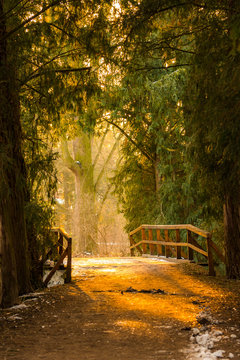 Magic bridge in the deep forest during the sunset. Magical colors and mystery sunlight