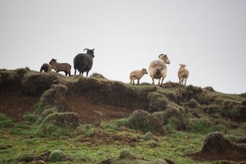 Icelandic Sheep on a Ridge