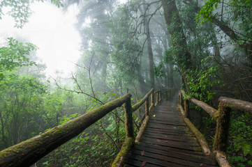 Wooden bridge in rain forest.