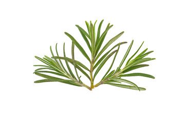 sprig of rosemary isolated on white background