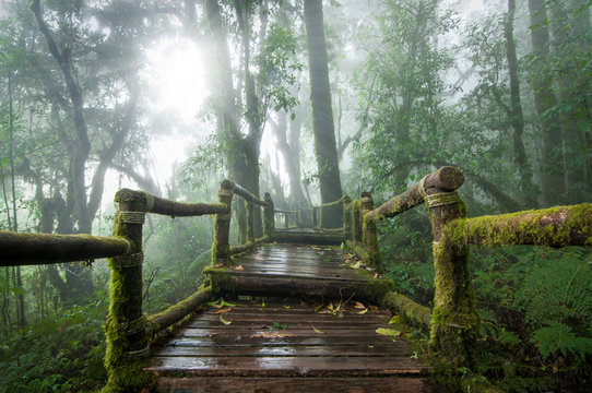 Fototapeta Wooden bridge in rain forest.