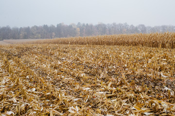 Outdoors landscape harvested corn field with plants remains on farmland, natural forest and cloudy sky on cold foggy day