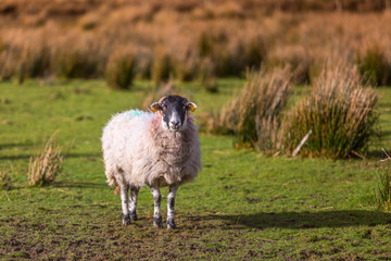 Sheep In Grass