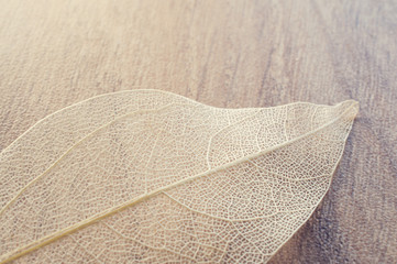 Macro of the dry leaves, retro filter. 