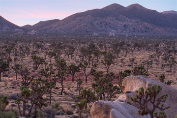 Joshua Trees on sunset, Joshua Tree National Park, California