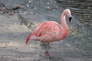 A portrait of an isolated Chilean flamingo at the zoo