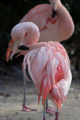 A portrait of two Chilean flamingos at the zoo