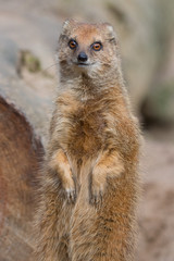 Portrait of isolated yellow mongoose (red meerkat)