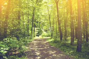 Obraz premium Spring mixed forest in the middle of Europe