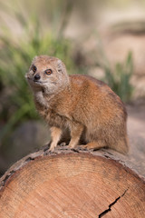 Portrait of isolated yellow mongoose (red meerkat)