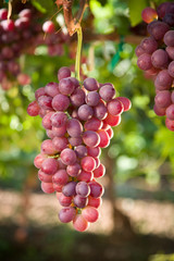 Red Seedless Table Grapes
