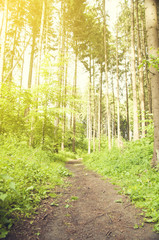 beautiful green forest