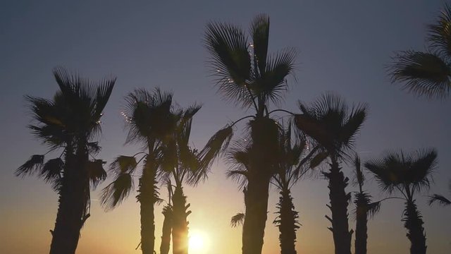 Palm trees blowing against the wind in sunset sky background