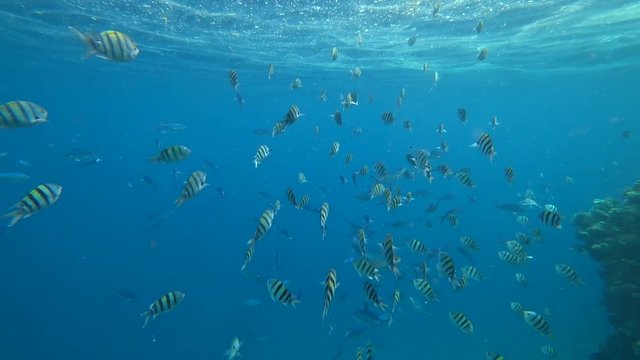 school of Indo-Pacific sergeant swims over coral reef, Red sea, Egypt
