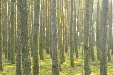 Las świerkowy © Grzegorz Polak