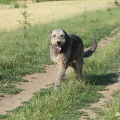 Irish wolfhound running on the path