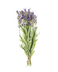 Lavender bunch white background Fresh provencal flowers