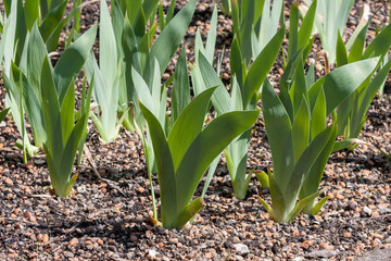 young gladiolus in springtime