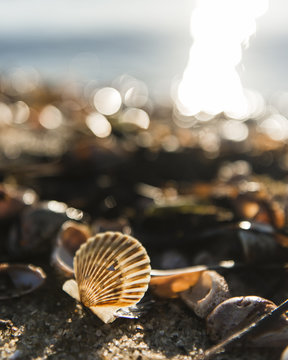 Close-up of shell 