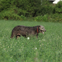 Irish wolfhound running in nature