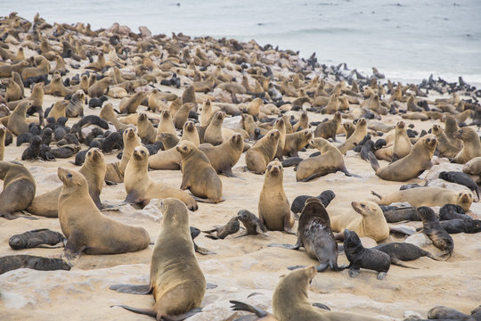Seal Colony