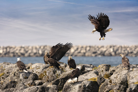 Group of Aggressive Bald Eagles at Neah Bay in Washington