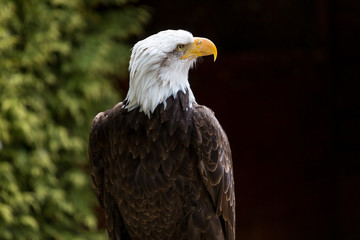 Close up of American Bald Eagle head