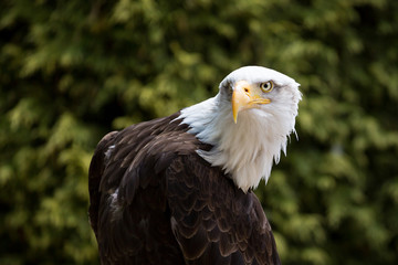 Close up of American Bald Eagle head