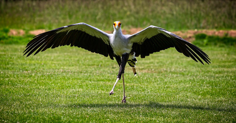 Strutting exotic secretary bird
