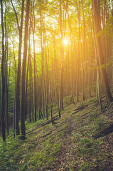 Beautiful european forest while summer day.