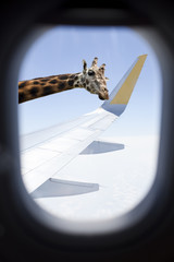 Jirafa saludando por la ventanilla del avión