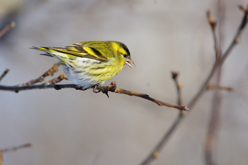 Eurasian siskin sits on a branch of a wild apple tree (at sunrise).