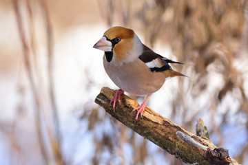 The hawfinch sits on a broken branch (against the background of dry grass).