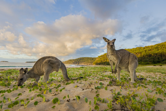 Two kangaroos at Pebbly Beach, New South Wales, Australia