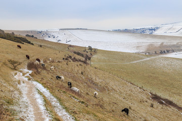 Cows in a Snowy Landscape © lemanieh