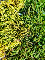 Textur von grünem Moos 