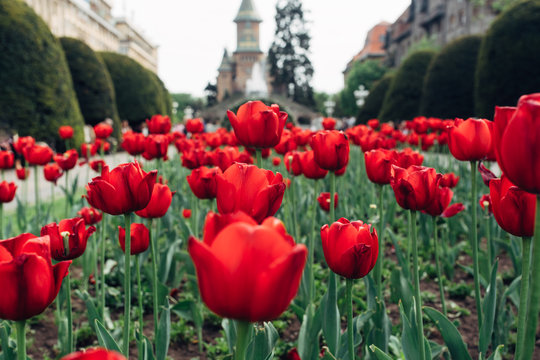 Red tulips in Timisoara, Romania center square
