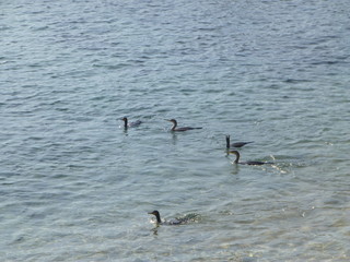 Calella de Palafrugell, población  de Palafrugell en la Costa Brava, comarca del Bajo Ampurdán,provincia de Gerona, en Cataluña (España)