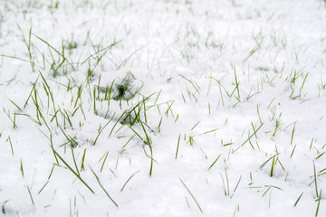 Blades of grass covered with snow - winter abstract