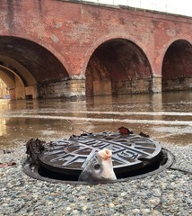 Carp Teapped By flood
