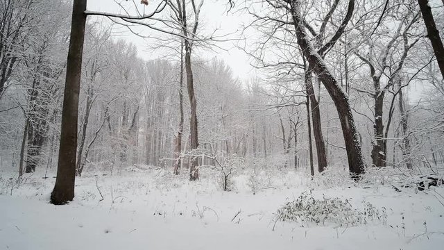 Snowing over the trees