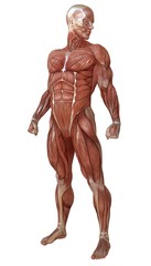 Male body without skin, anatomy and muscles 3d illustration isolated on white