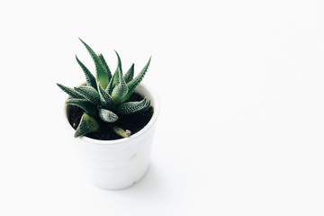 House plants potted, succulents on clean white background