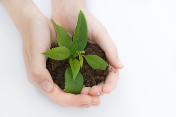 Human hands green concept of small vegetation. Ecological concept. Isolated on white background.